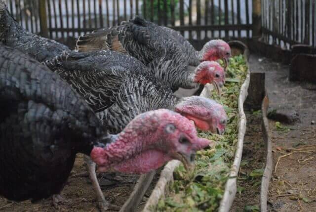 agenangka sgp45 Fakta Ayam Kalkun Lebih Sehat Di Konsumsi